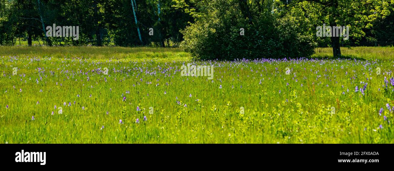 blooming field, blue Siberian irises, in the background trees, huts and mountain. blaue Schwertlilien. blue sunny sky with contrasting clouds. Austria Stock Photo