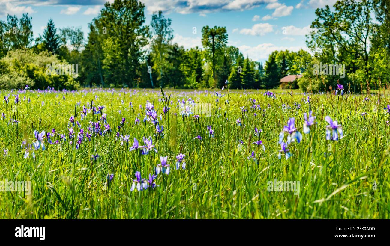 blaue sibirische Schwertlilien in einem Naturschutzgebiet, auf einem Feld mit Gras und Schilf. blue Iris, white and blue Lilly in nature reserve Stock Photo