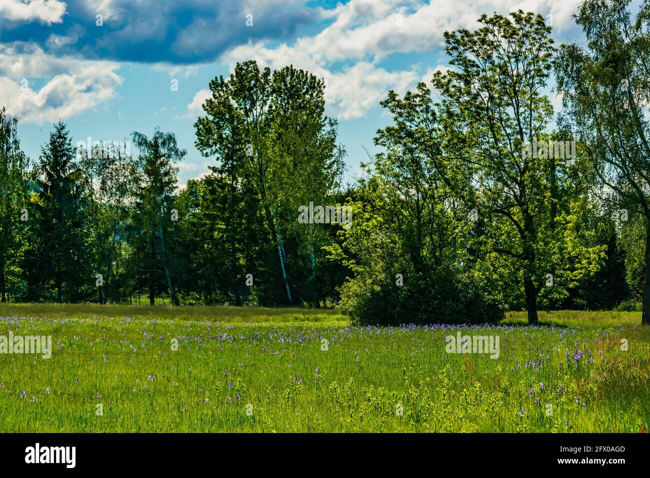 blooming field, blue Siberian irises, in the background trees, huts and mountain. blaue Schwertlilien. blue sunny sky with contrasting clouds. Austria Stock Photo