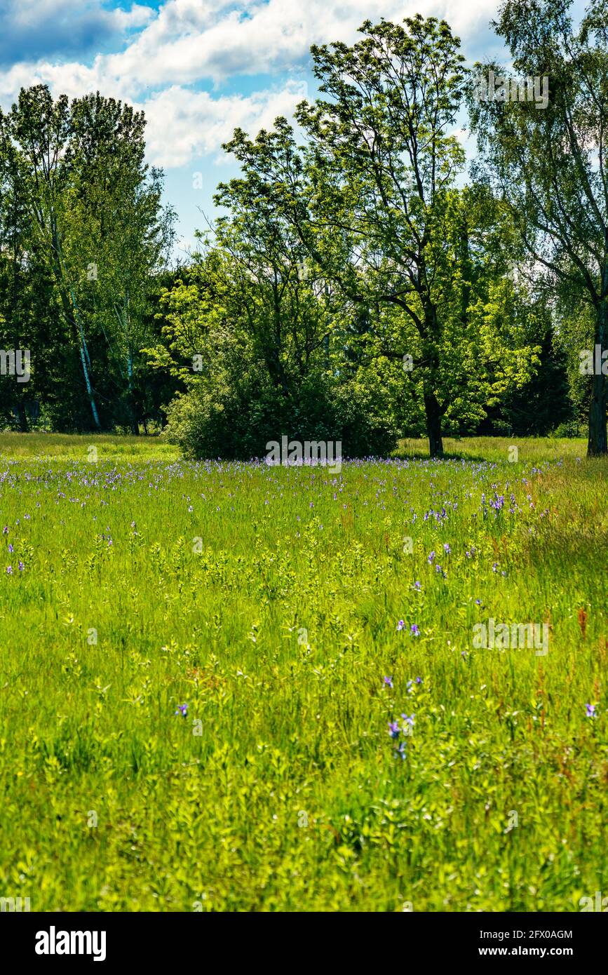 blooming field, blue Siberian irises, in the background trees, huts and mountain. blaue Schwertlilien. blue sunny sky with contrasting clouds. Austria Stock Photo