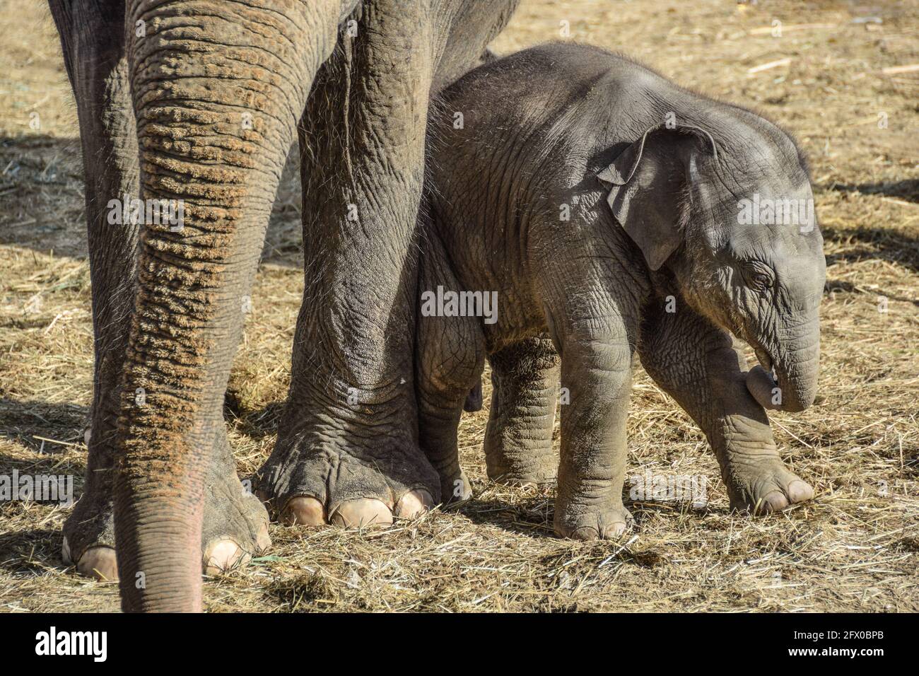 Mother And Baby Elephant Holding Trunks