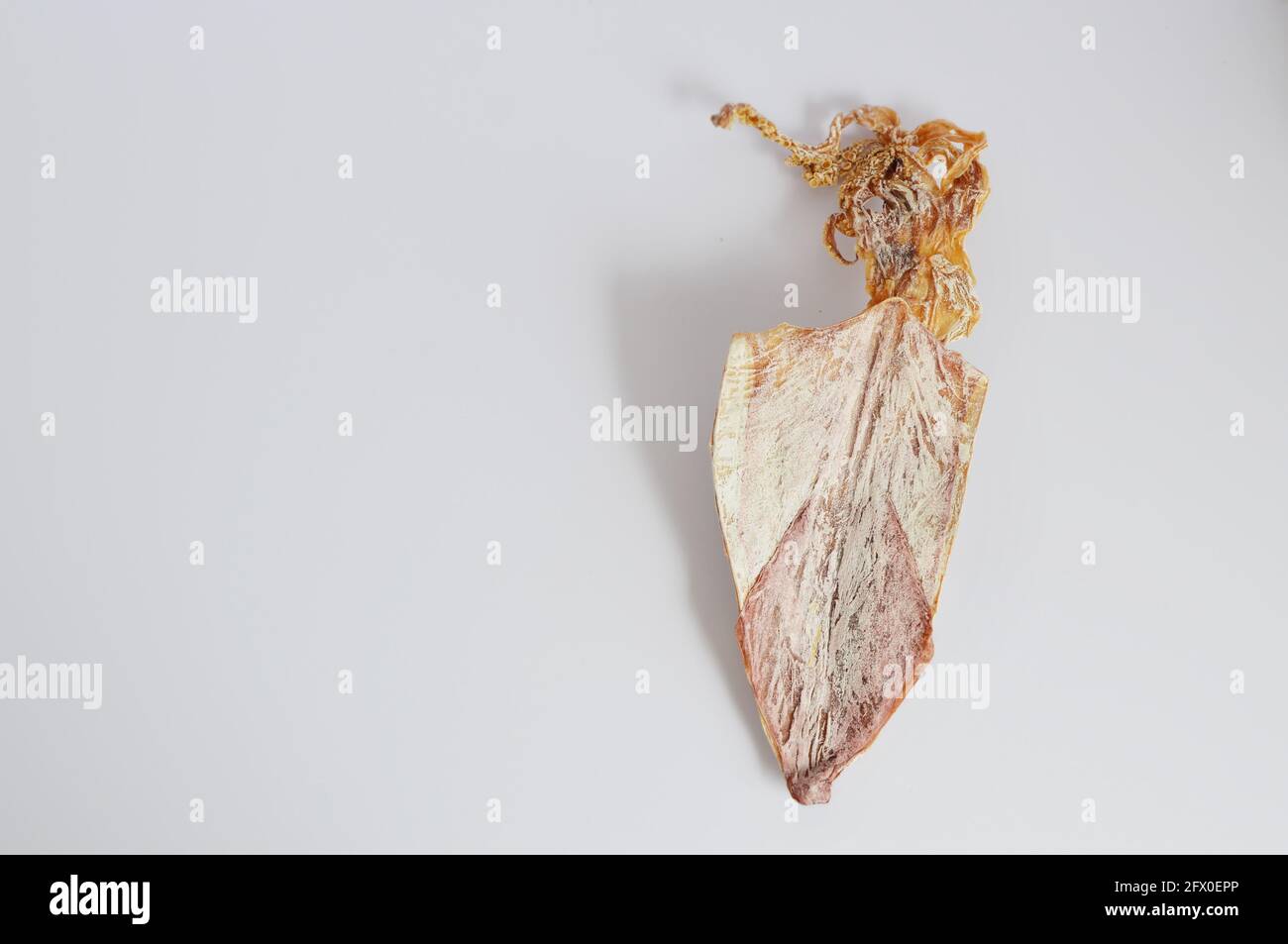Whole dried squid in white background Stock Photo Alamy