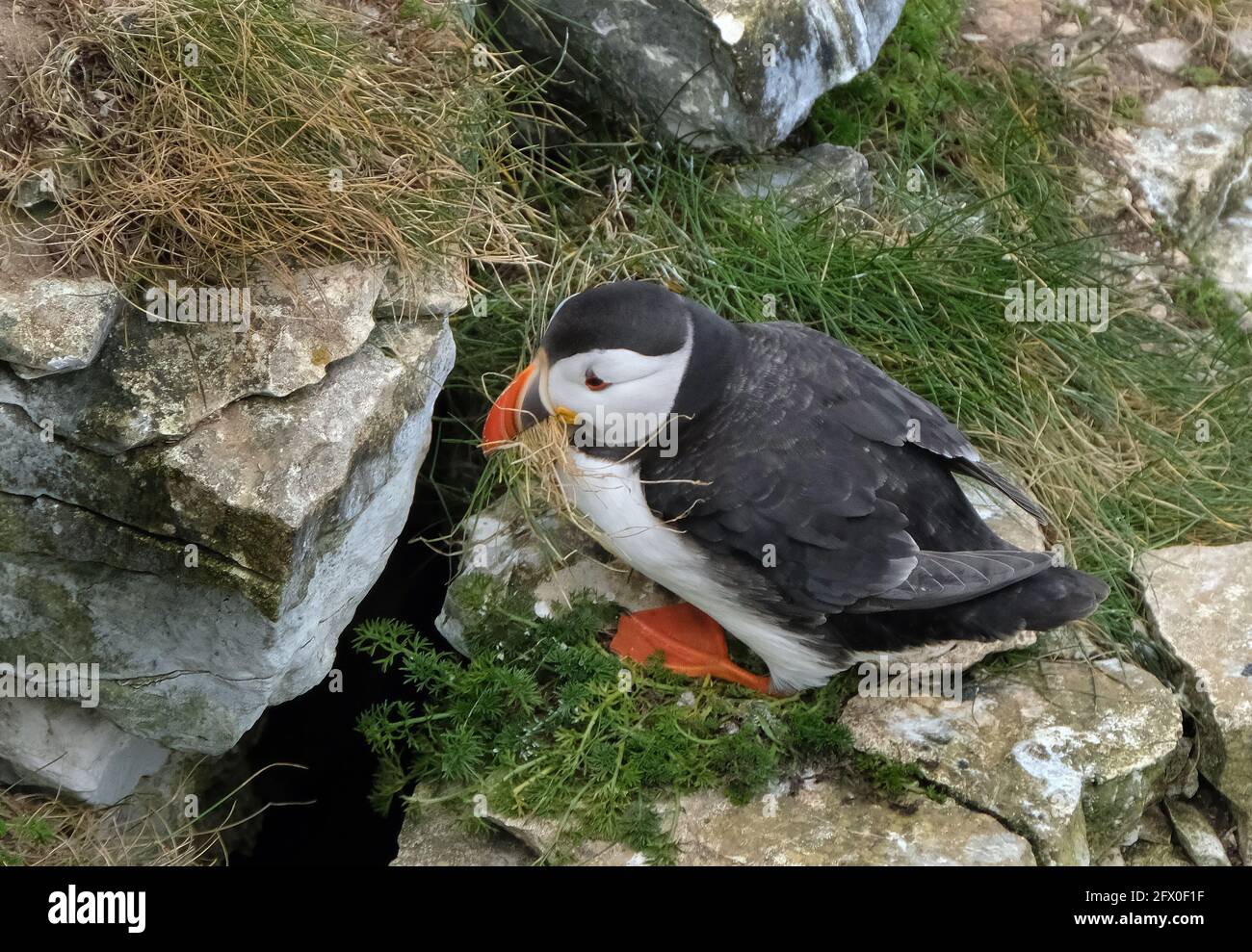 Puffins are any of three species of small alcids in the bird genus ...