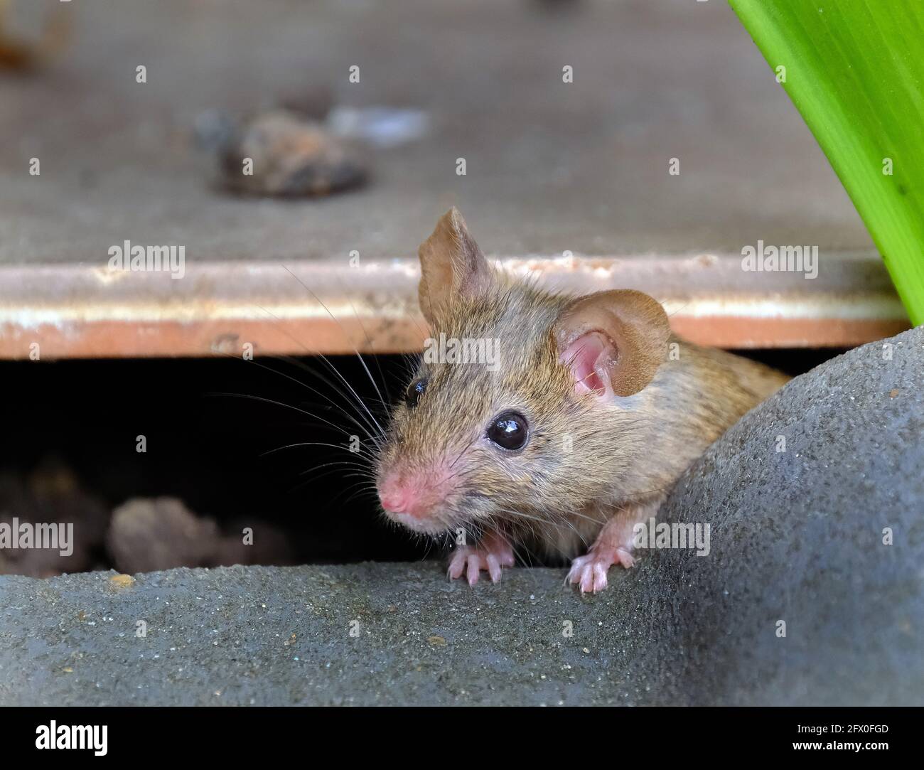 The house mouse is a small mammal of the order Rodentia, characteristically having a pointed snout, large rounded ears, and a long and hairy tail. Stock Photo