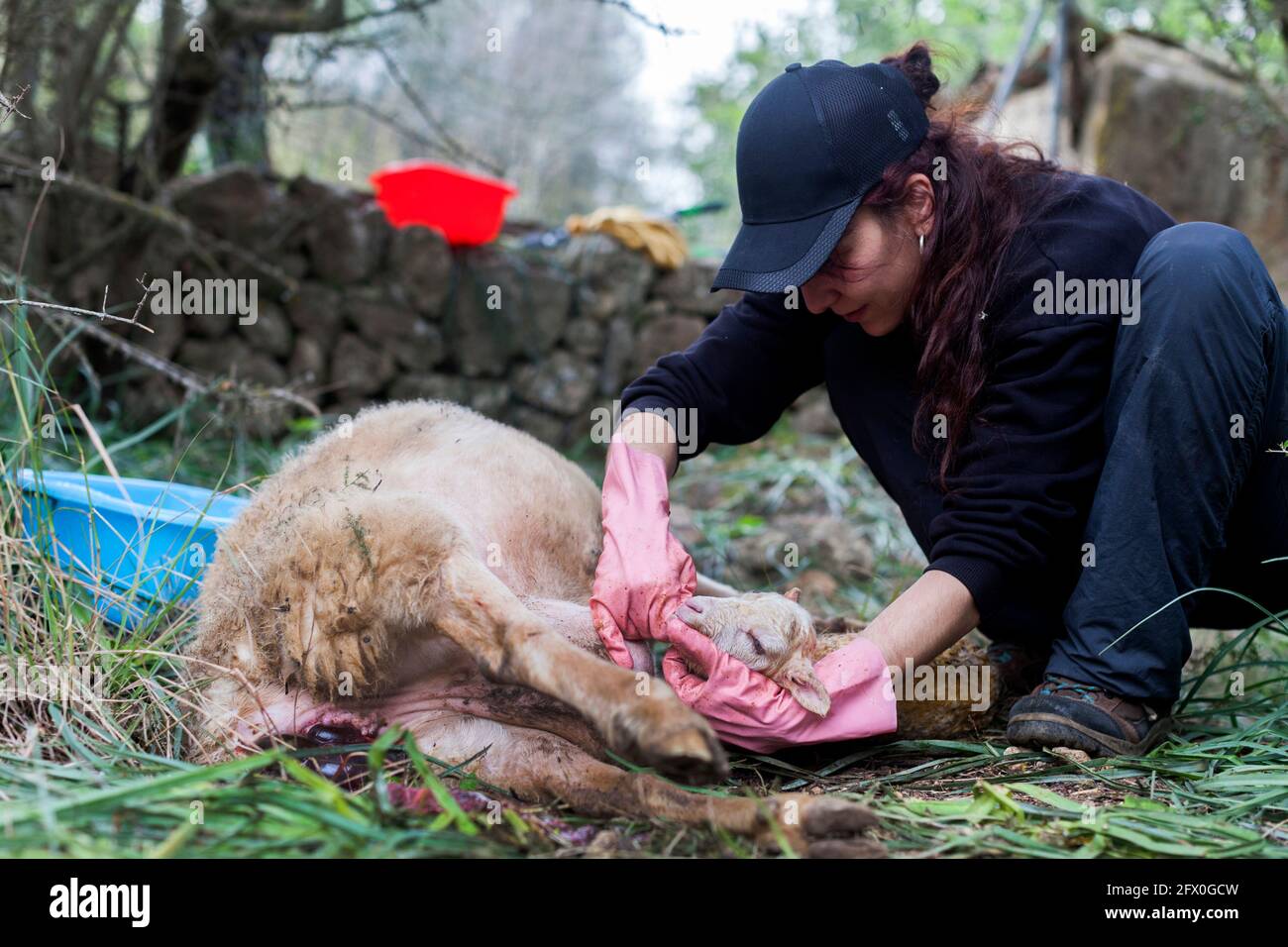 Concentrated female veterinarian in casual clothes and rubber gloves helping sheep to give birth in nature Stock Photo - Alamy