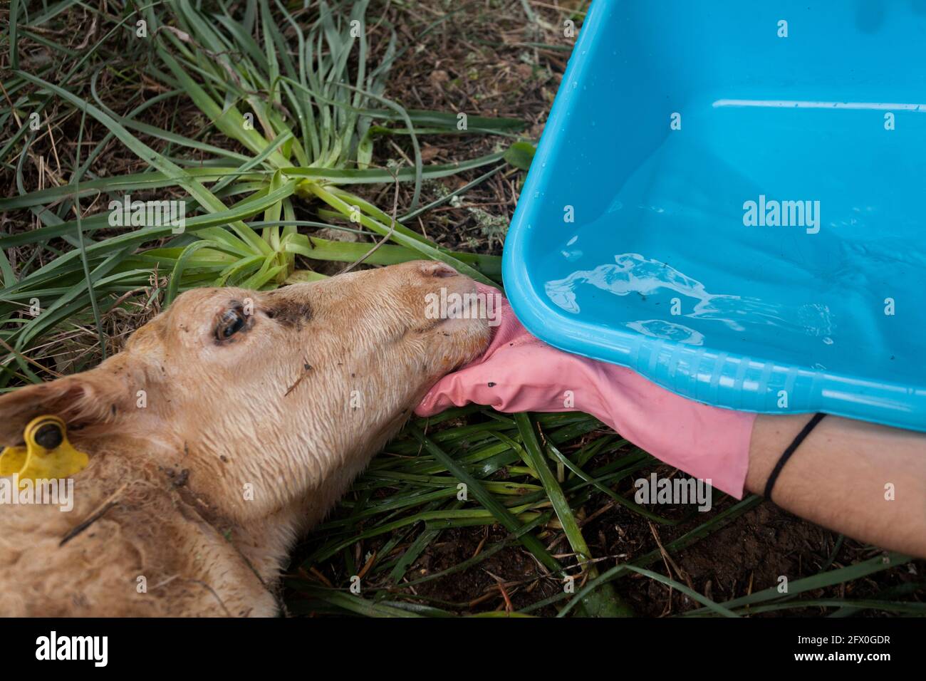 Sheep Giving Birth High Resolution Stock Photography and Images - Alamy