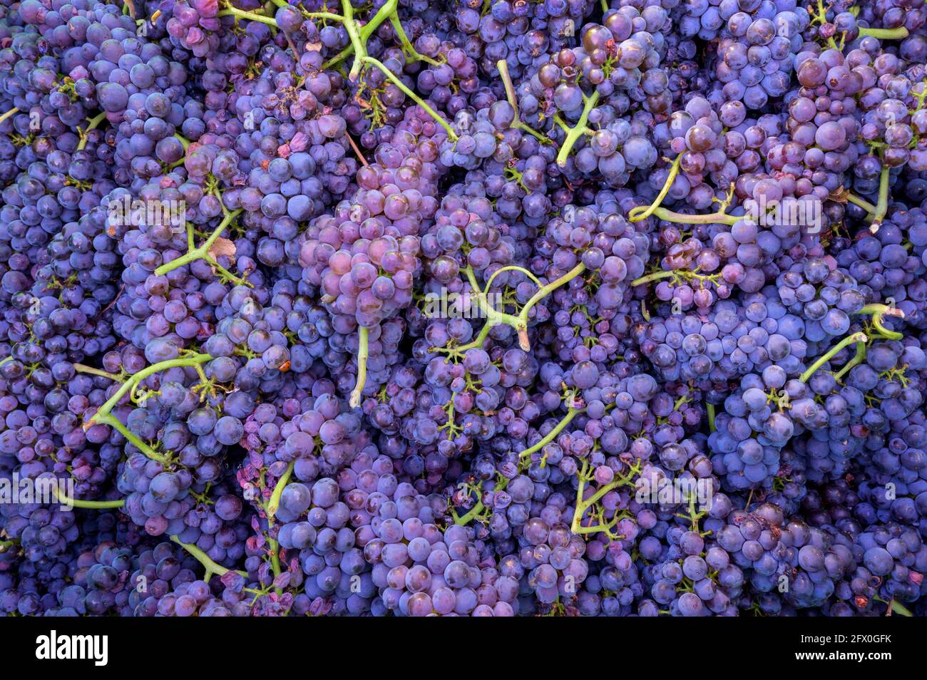 Blue grapes and vines harvest for winemaking, Neuweier, Black forest, Germany. Stock Photo