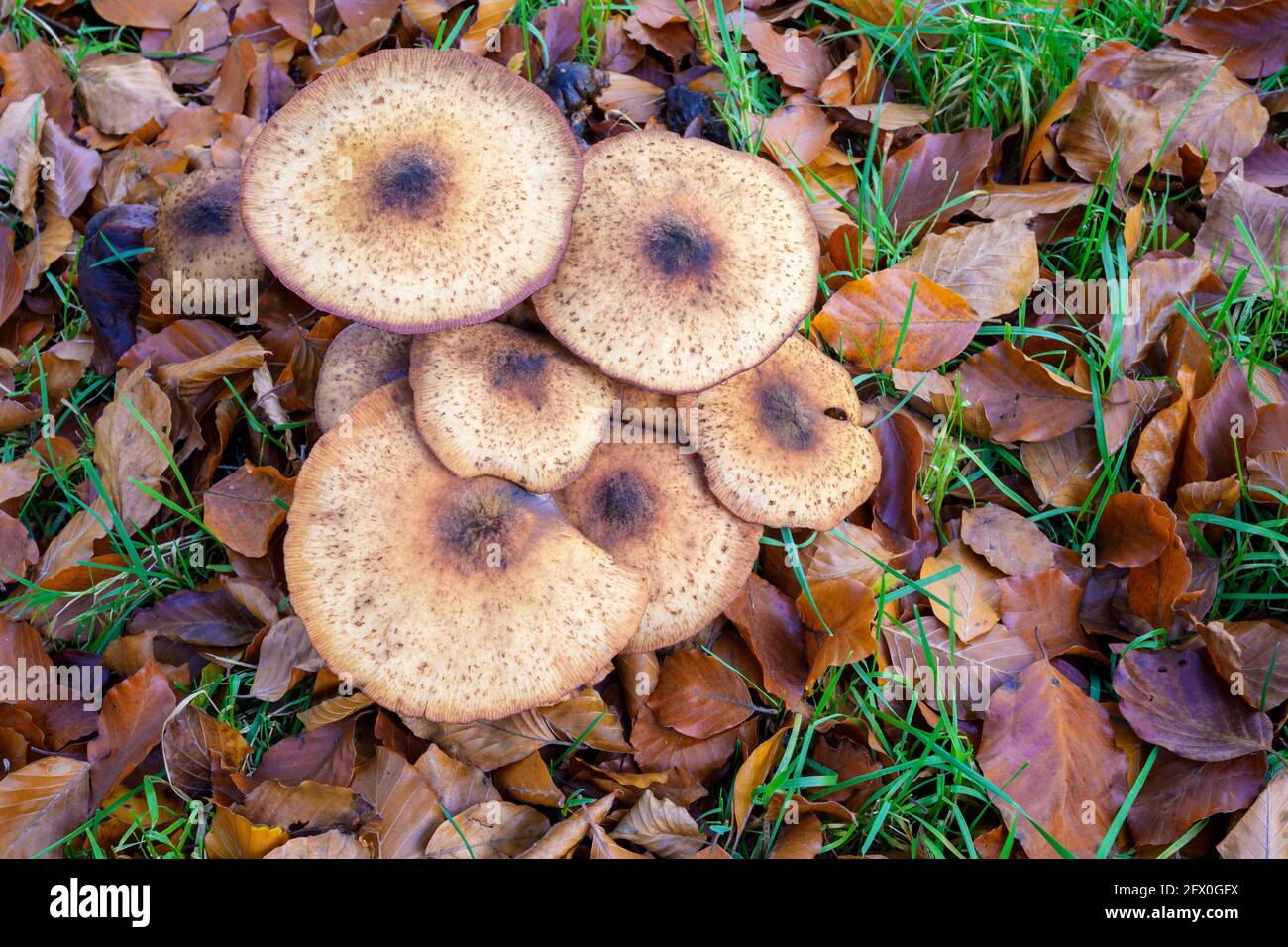 Honey fungus (Armillaria mellea) close up on forest floor, seen from above, Netherlands. Stock Photo