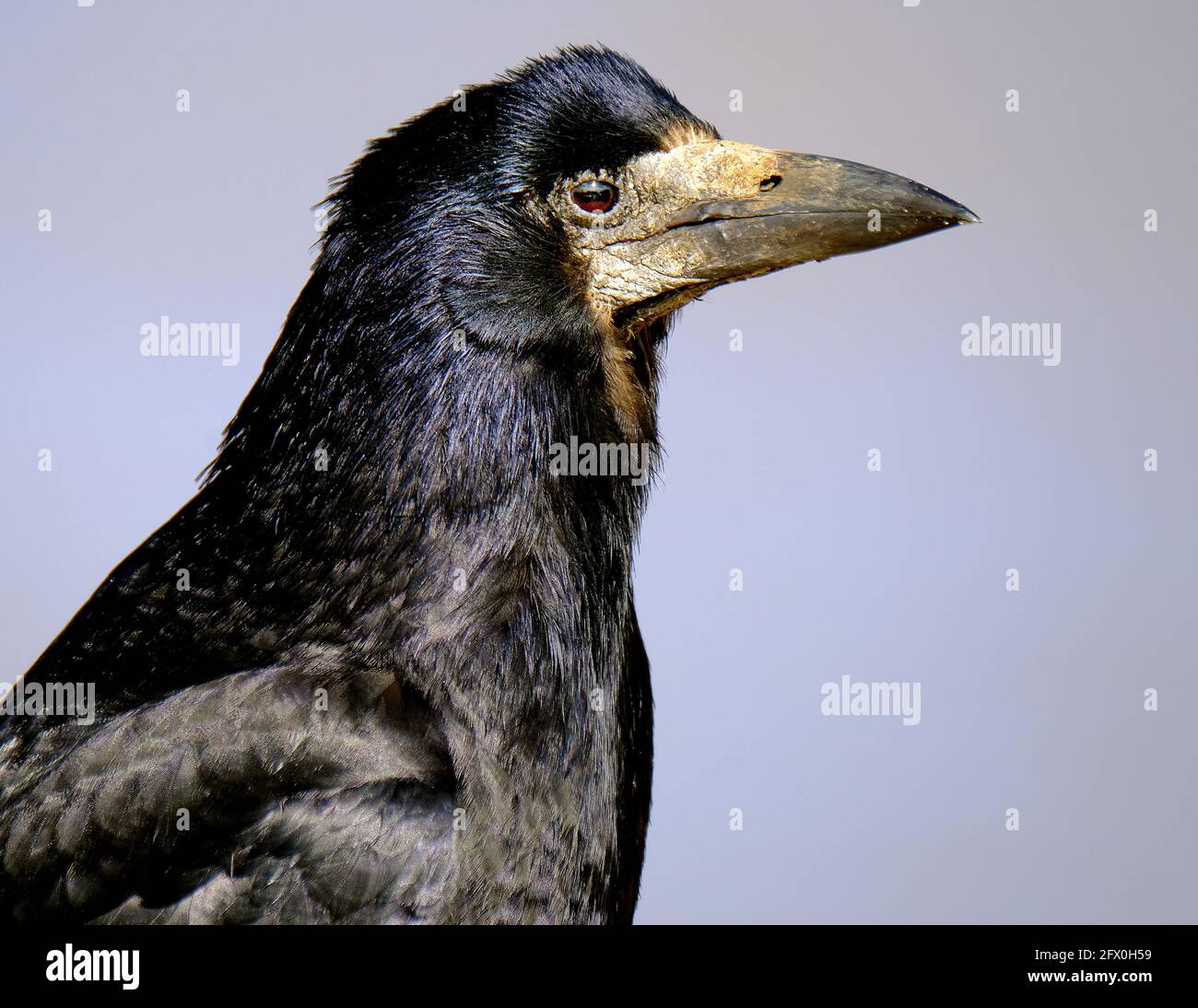 The rook is a member of the Corvidae in the passerine order of birds Stock Photo