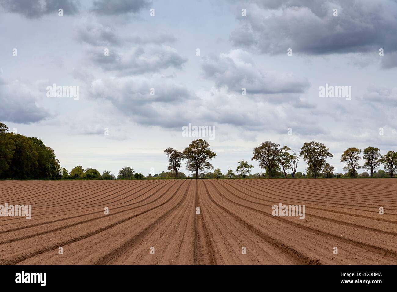 A rich-red soil field recently ploughed with many straight parallel lines with a line of tree silhouettes on the horizon Stock Photo