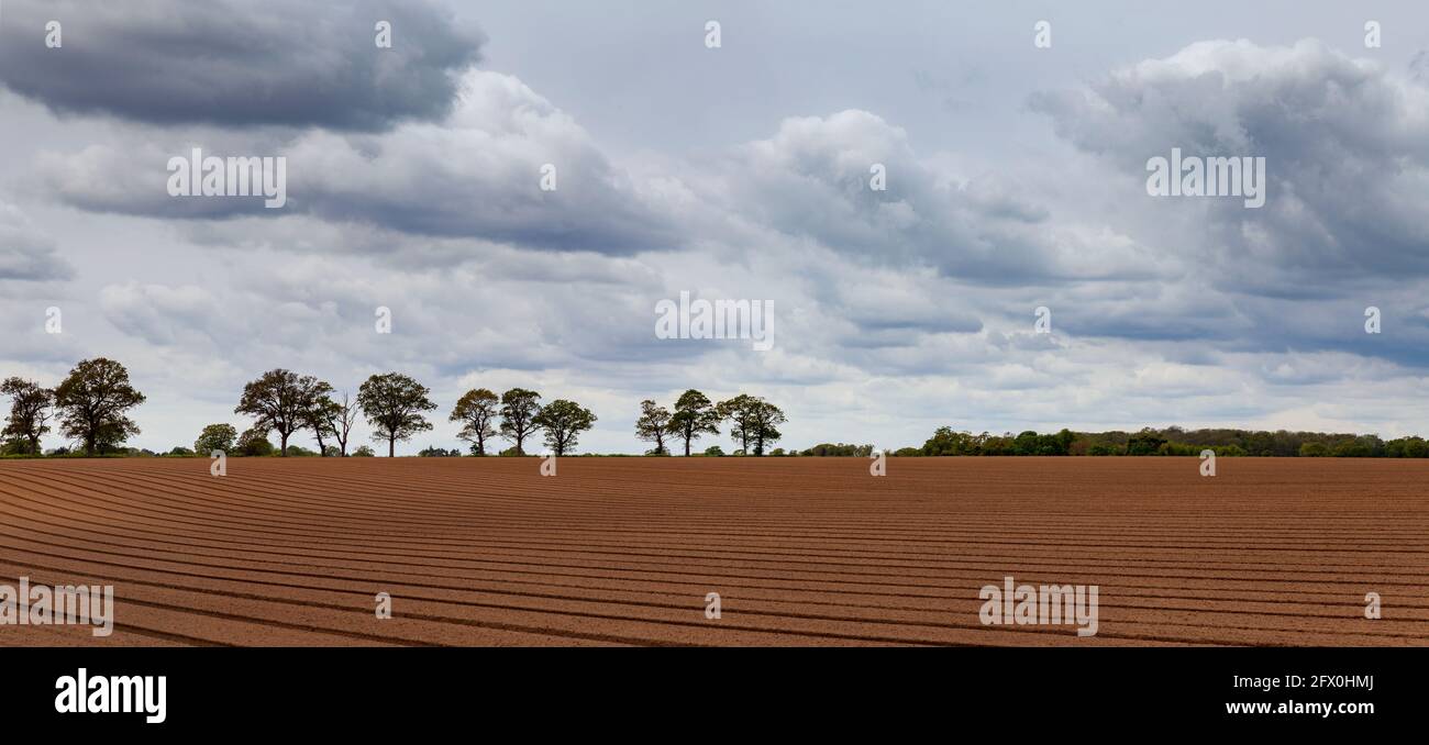 A rich-red soil field recently ploughed with many straight parallel lines with a line of tree silhouettes on the horizon Stock Photo
