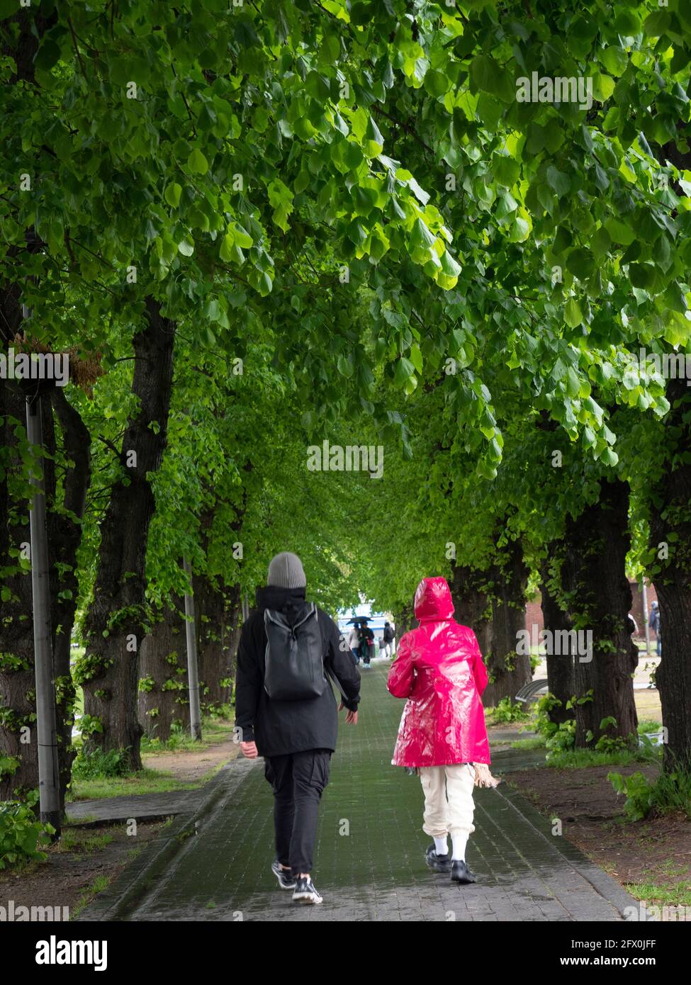 Tree lined avenue Walthamstow Town Square Gardens, London Stock Photo