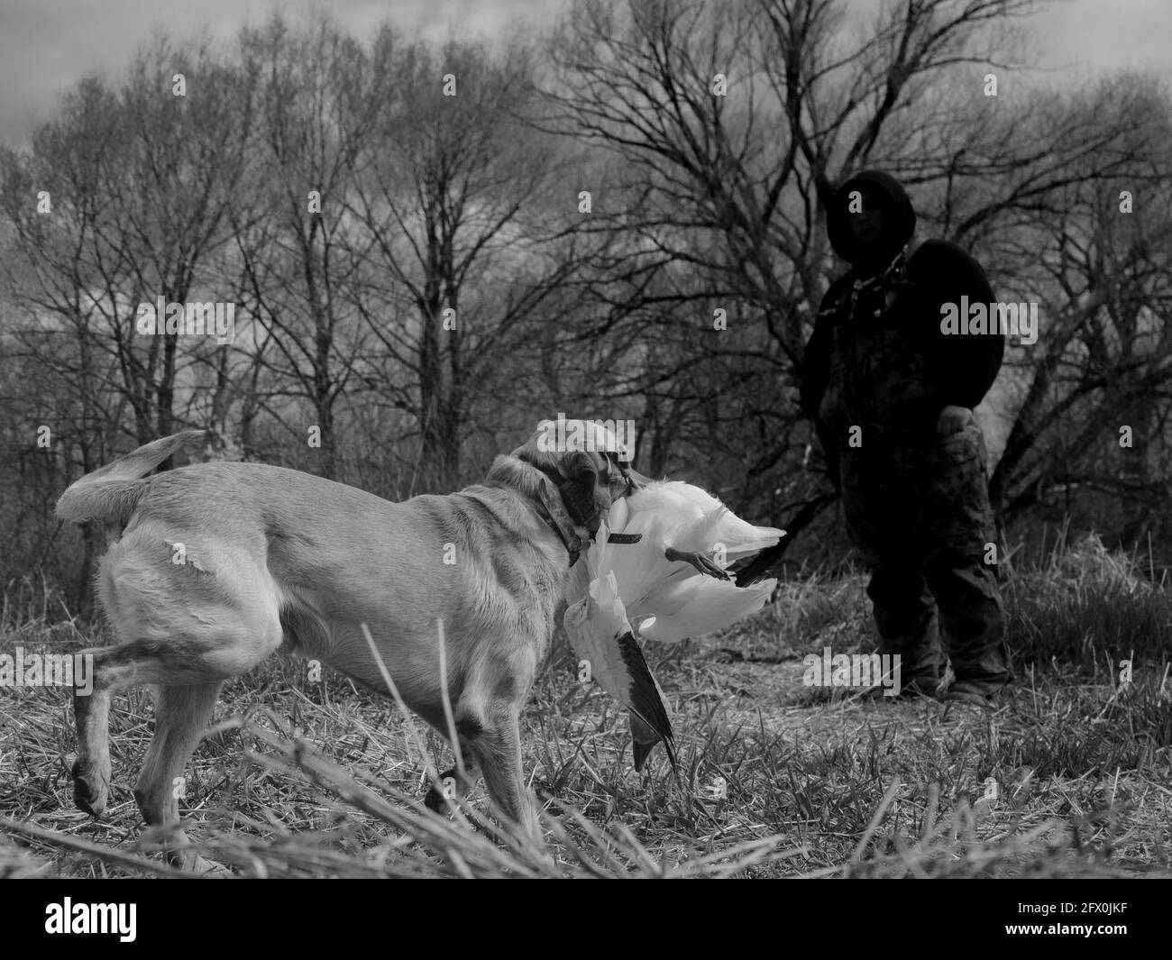 Hunting dog golden retriever with wild goose Stock Photo