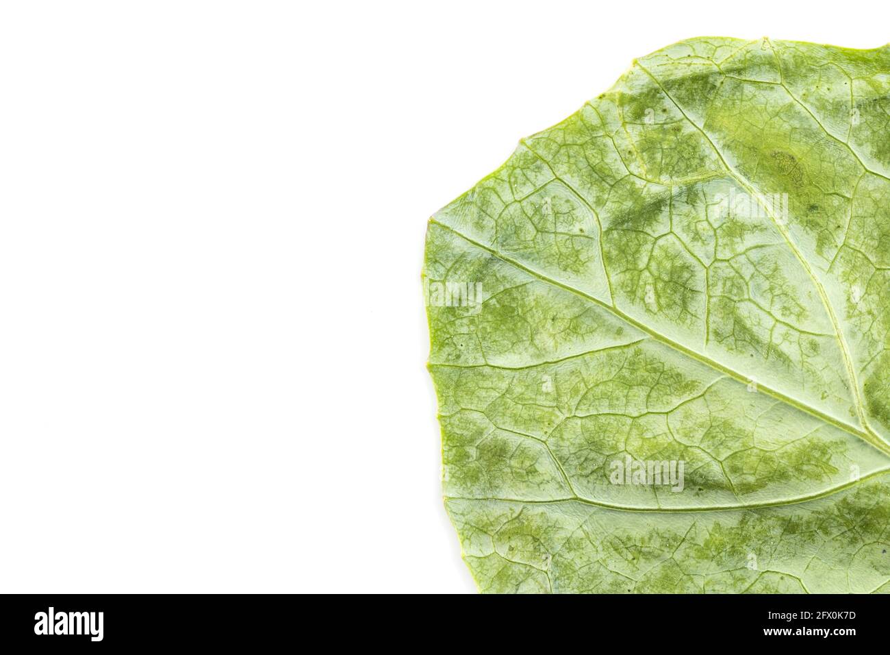 Fresh Green leaf kale on a white background Stock Photo Alamy
