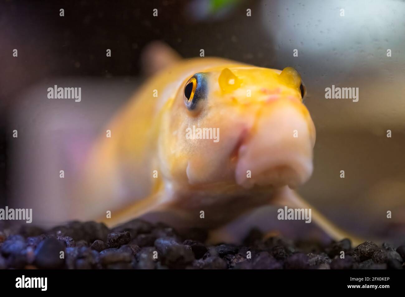 Yellow chinese algaey eater - Gyrinocheilus in fishtank macro Stock Photo