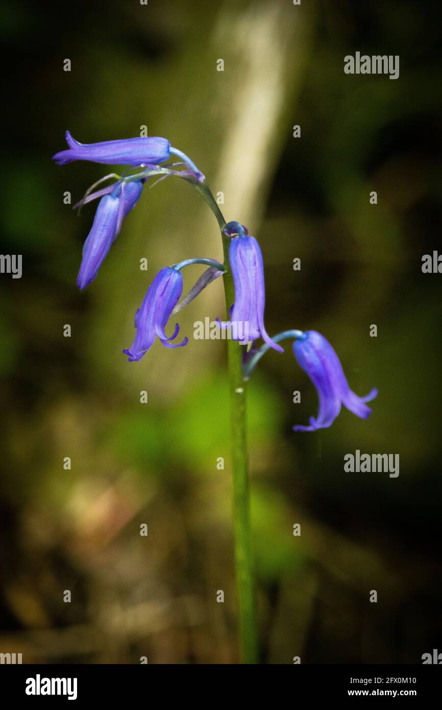 A single stem of bluebells (hyacinthoides non-scripta) in a wood near Calverley, Yorkshire. Stock Photo