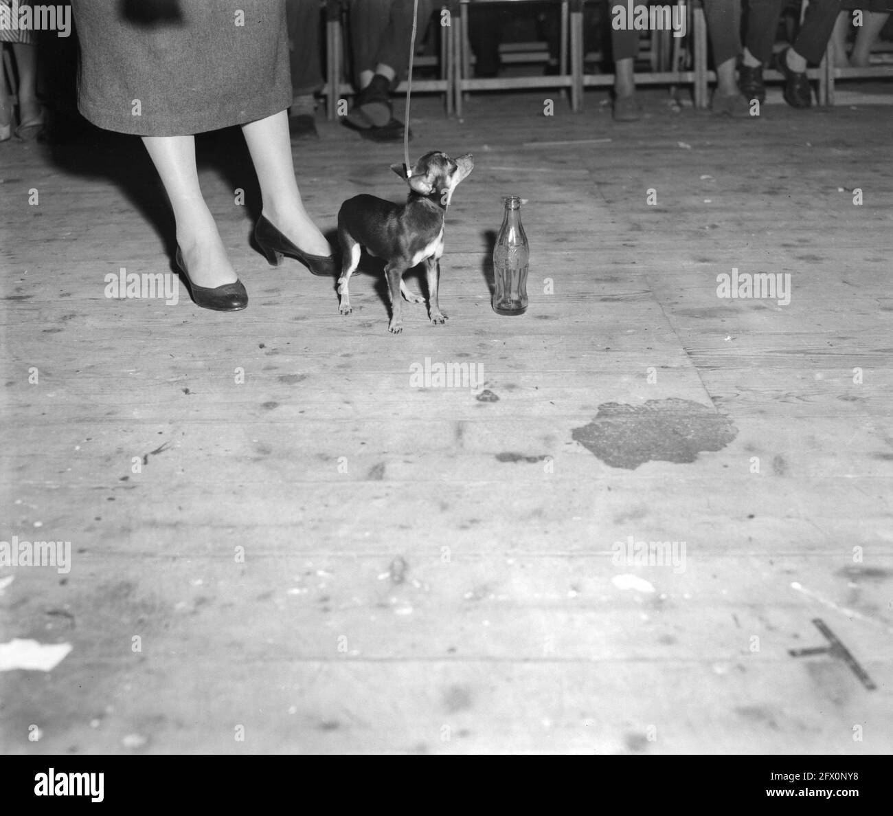 Seventy Ninth International Dog Show Winner In The Rai Building In Amsterdam April 13 1958 The Netherlands th Century Press Agency Photo News To Remember Documentary Historic Photography 1945 1990 Visual Stories Human History Seventy Ninth International Dog Show Winner In The Rai Building In Amsterdam April 13 1958 The Netherlands th Century Press Agency Photo News To Remember Documentary Historic Photography 1945 1990 Visual Stories Human History