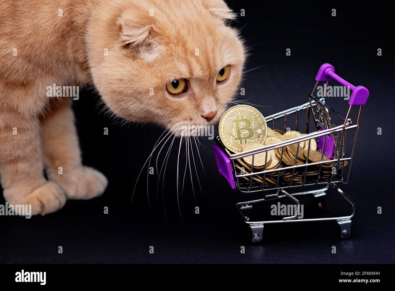 Bitcoin coins in a shopping trolley and a Scottish fold cat. Virtual cryptocurrency  purchase concept. Black background. Bitcoin mining, online busines Stock  Photo - Alamy