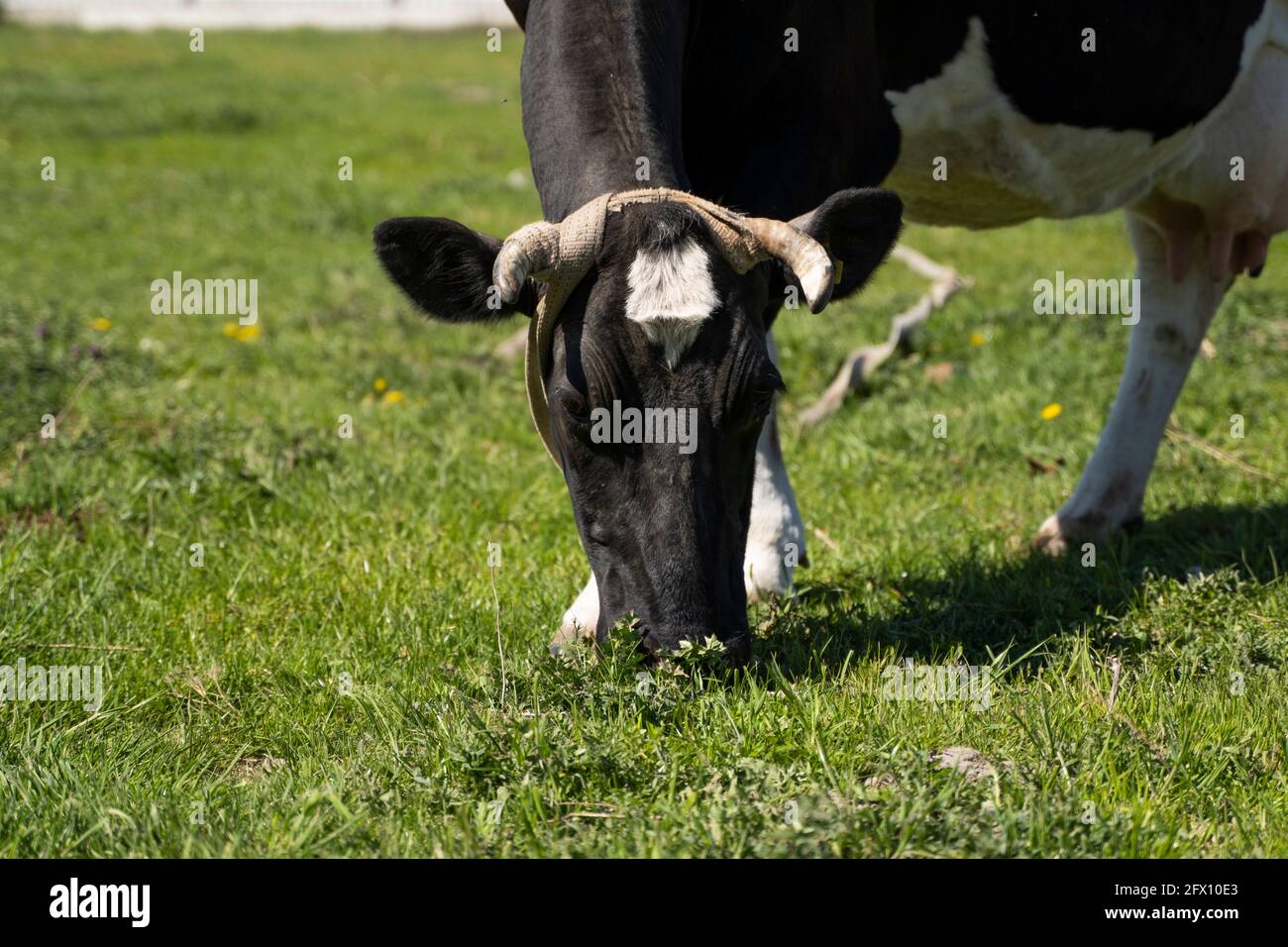 Black and white cow on a summer pasture eats a grass Stock Photo - Alamy