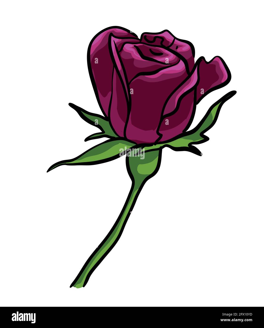 Dark Rose vector isolated on white background. Flower illustration ...