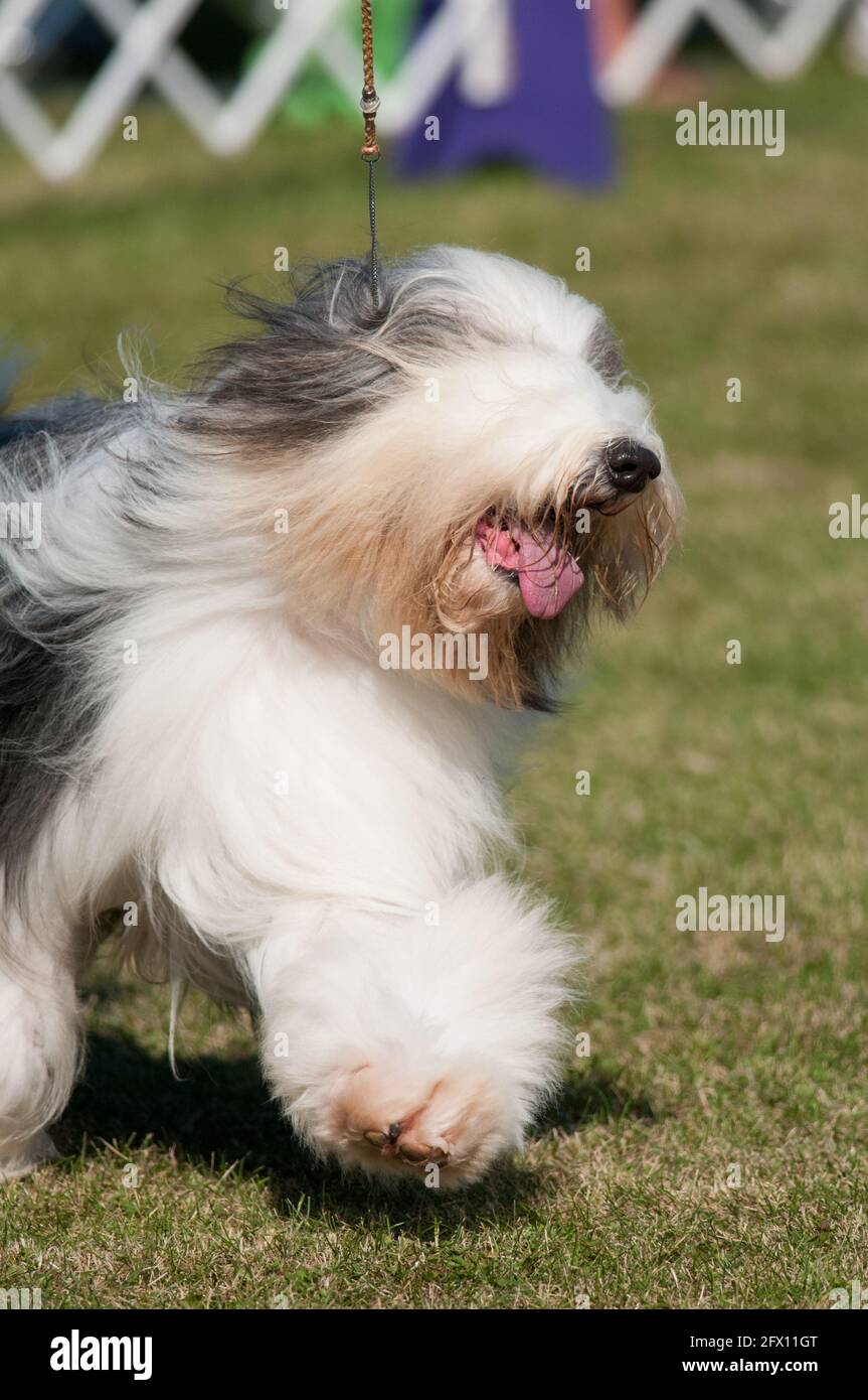 Bearded Collie in dog show ring Stock Photo Alamy
