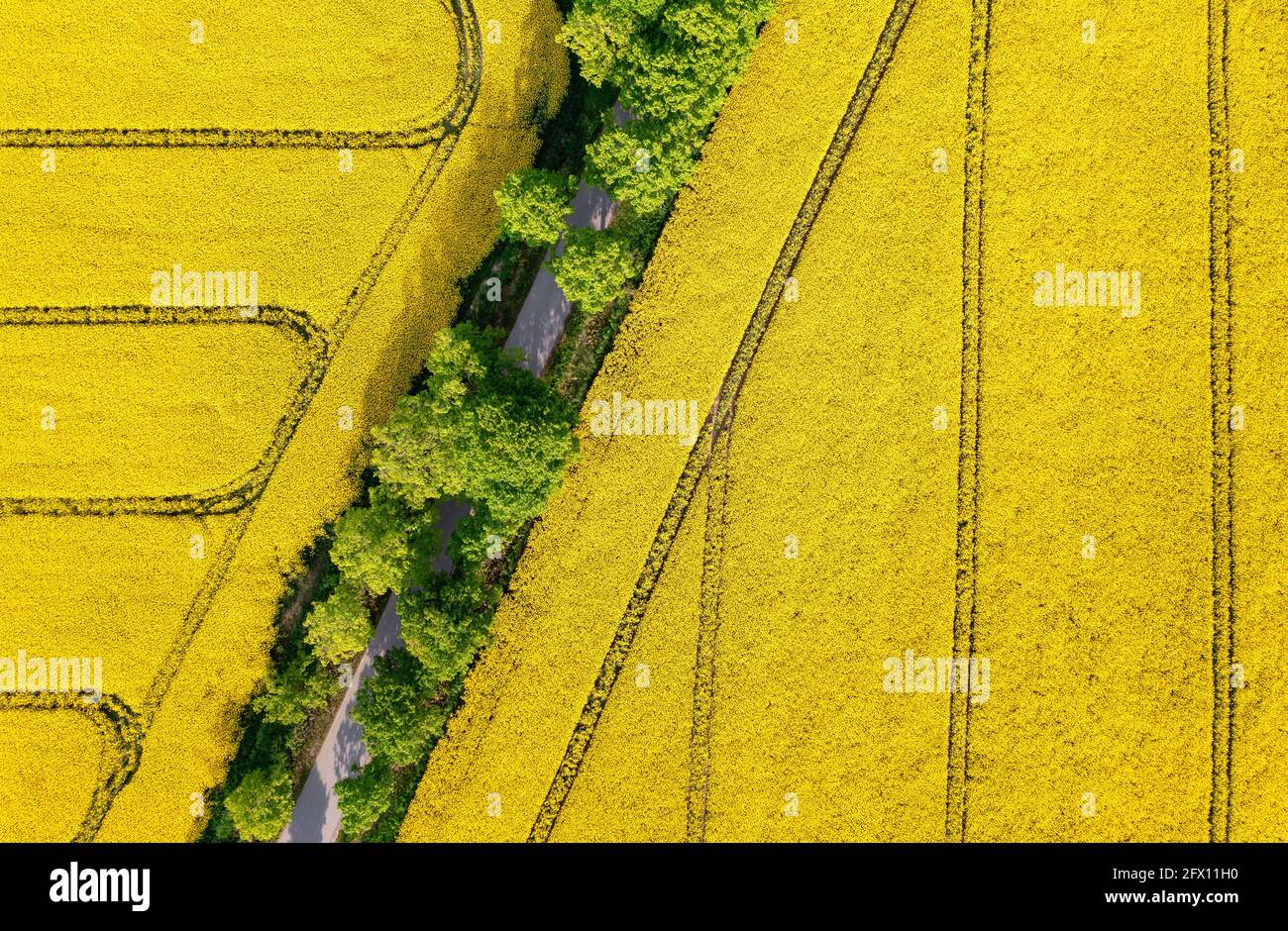 Aerial view of a road throught the rapeseed field, nature background with copy space Stock Photo