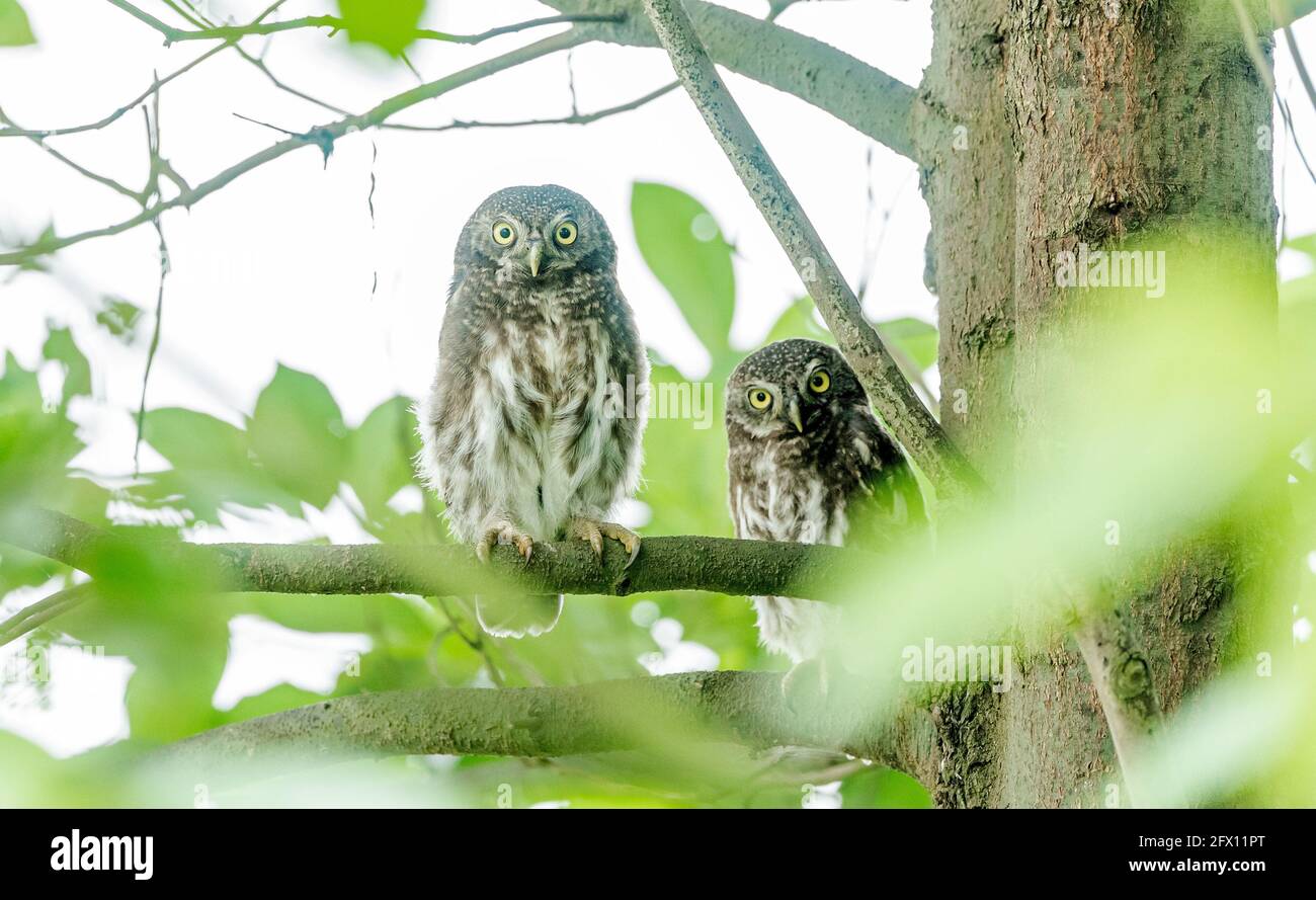 May 25, 2021, Nanchuan, Nanchuan, China: The Bar-headed Owl was photographed in the Jinfo Mountain National Nature Reserve in Nanchuan District, Chongqing City on May 23, 2021. The spot-headed owl, commonly known as owl, is a national second-class protected animal and is a small owl. With a body length of 20-26 cm, it is the largest individual of the Owl, with an inconspicuous face and no ear feather clusters. Credit: ZUMA Press, Inc./Alamy Live News Stock Photo