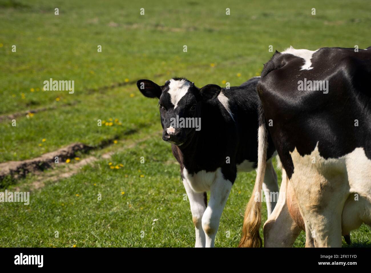 Black and white cow and calf on a summer pasture eats a grass Stock ...