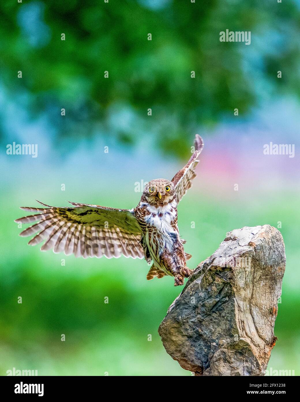 May 25, 2021, Nanchuan, Nanchuan, China: The Bar-headed Owl was photographed in the Jinfo Mountain National Nature Reserve in Nanchuan District, Chongqing City on May 23, 2021. The spot-headed owl, commonly known as owl, is a national second-class protected animal and is a small owl. With a body length of 20-26 cm, it is the largest individual of the Owl, with an inconspicuous face and no ear feather clusters. Credit: ZUMA Press, Inc./Alamy Live News Stock Photo