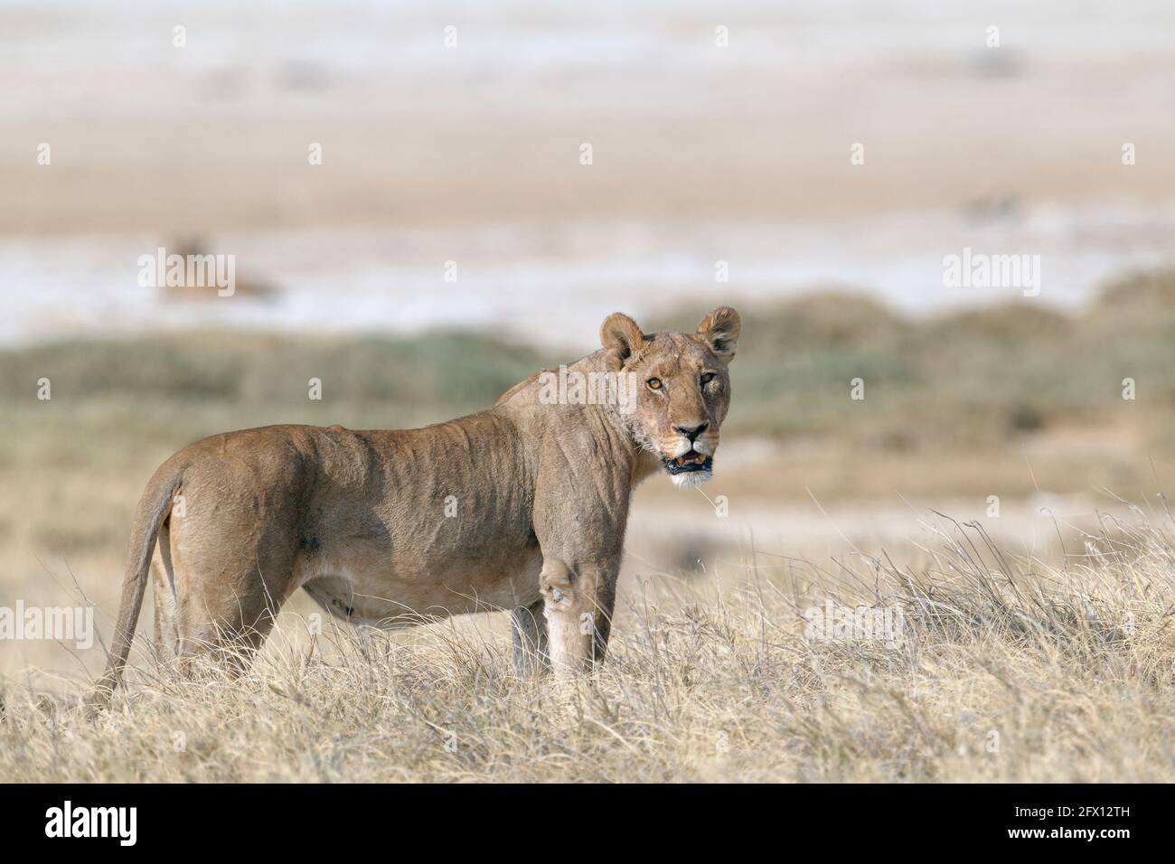 African lioness (Panthera Leo) at Etosha saltpan. Namibia, Africa Stock Photo