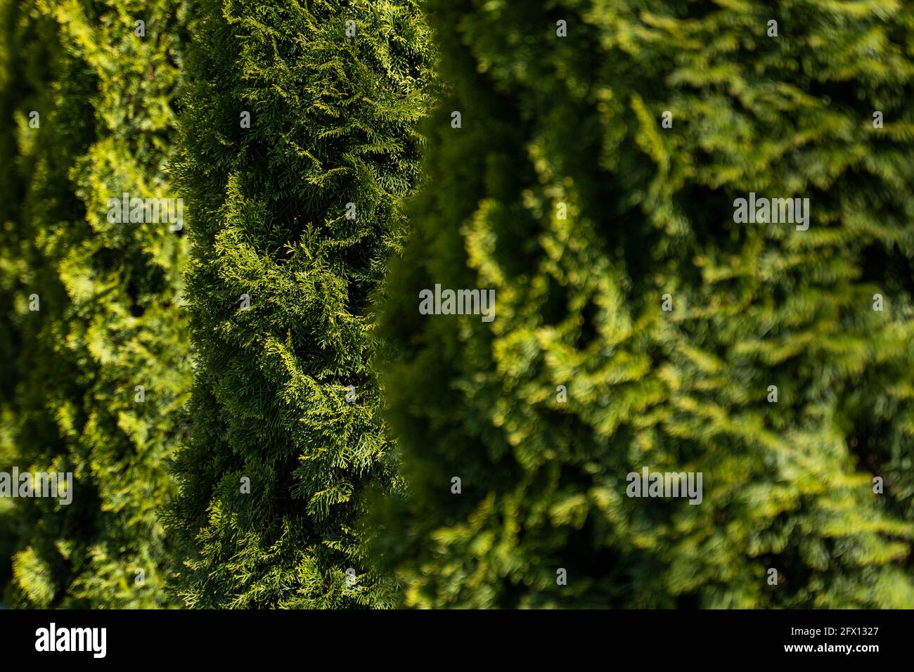 Green hedge of thuja trees. Closeup fresh green branches of thuja trees. Evergreen coniferous Tui tree. Nature, background. Stock Photo