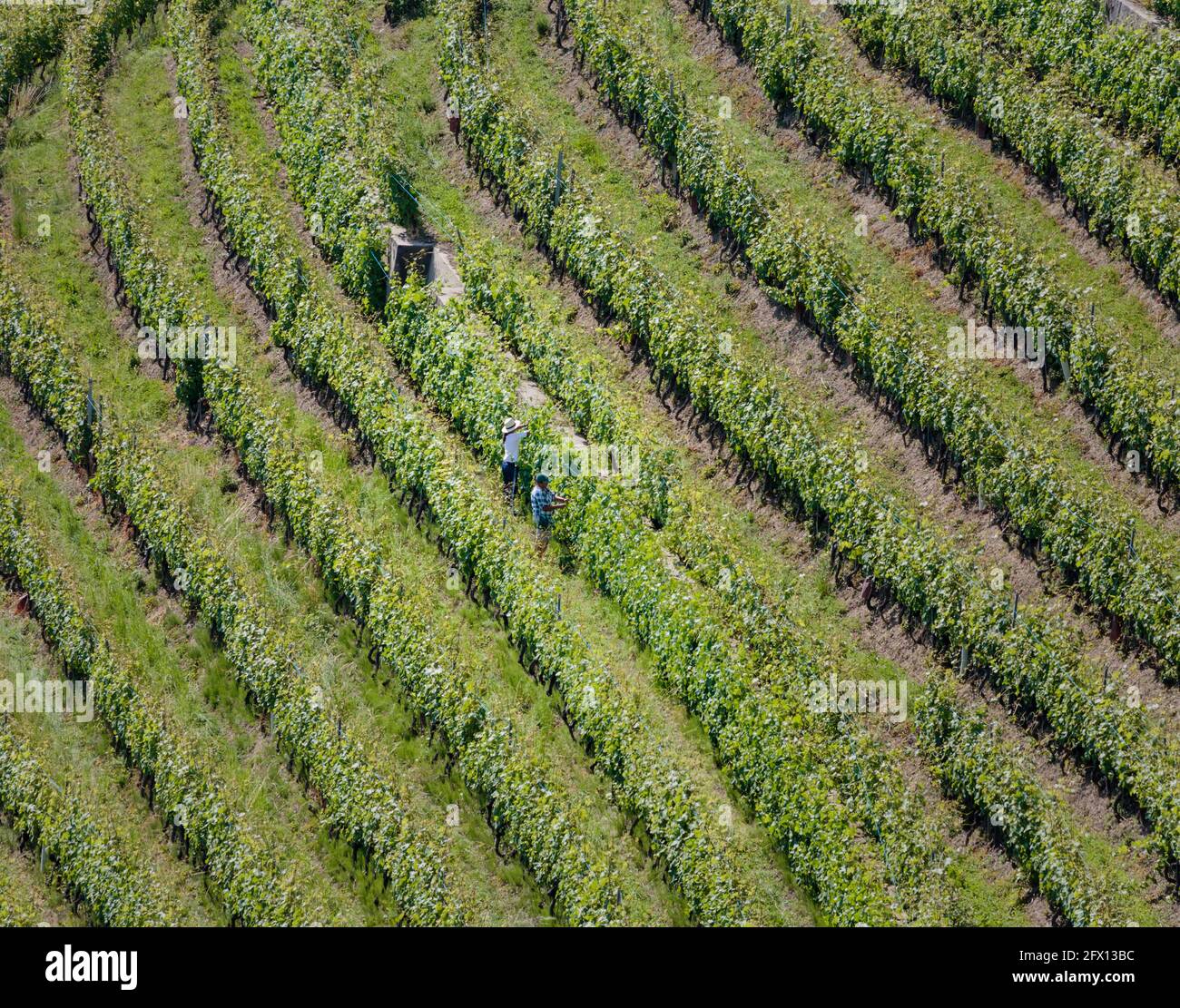 Workers tending vines in vineyard near Montreux, Vaud Canton, Switzerland. Stock Photo