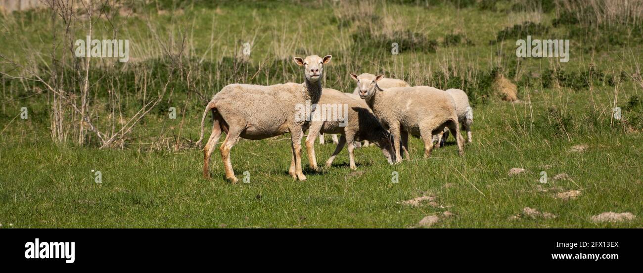 Sheeps stares at you on the beautiful green meadow Stock Photo - Alamy