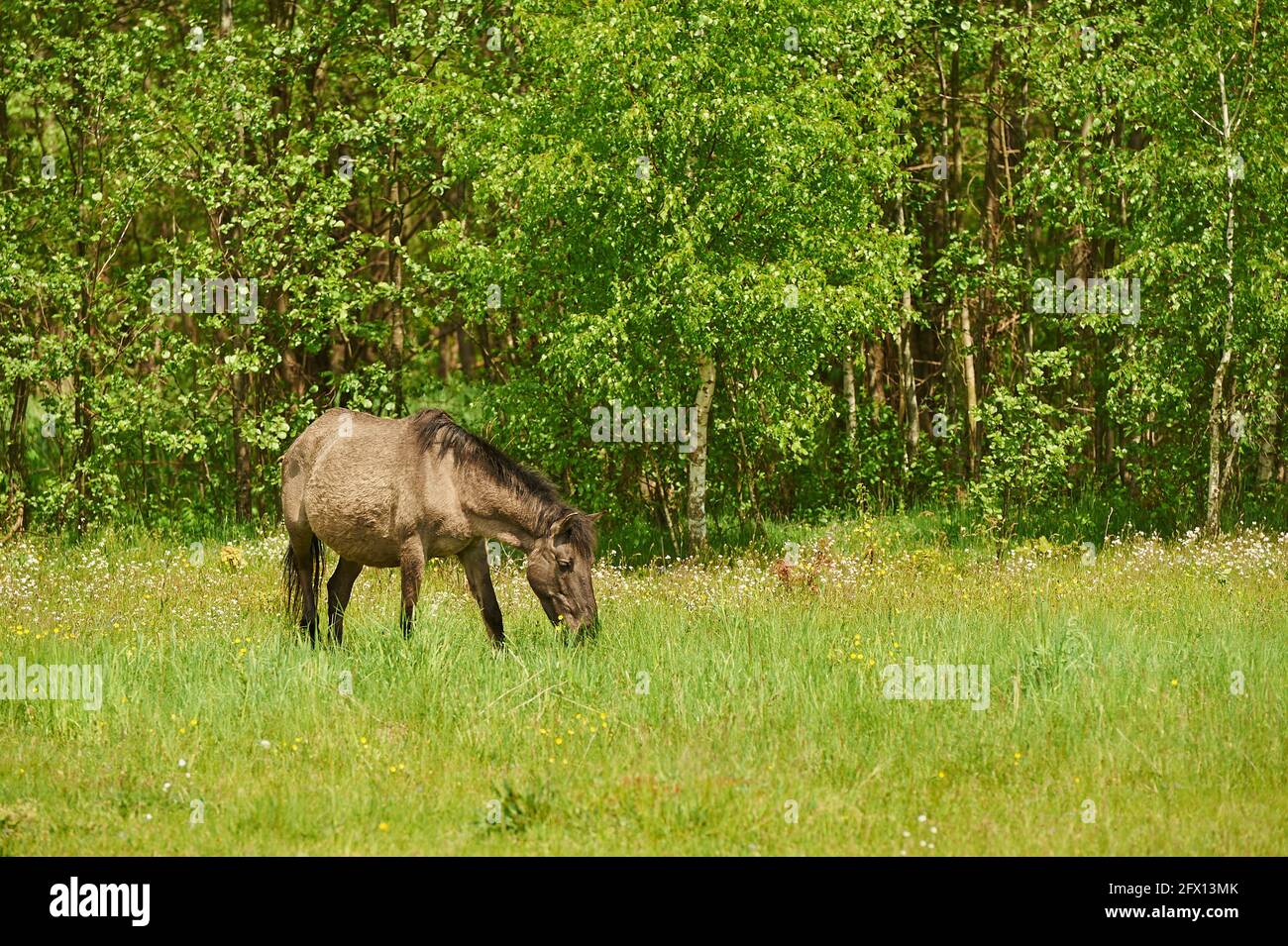 Polish Konik - a horse grazing in a meadow on a sunny day Stock Photo