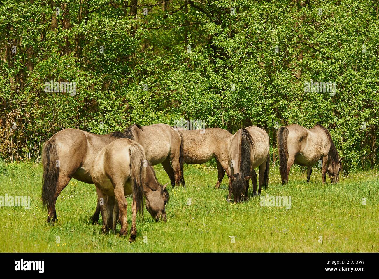 A herd of horses grazing on the paddock Stock Photo