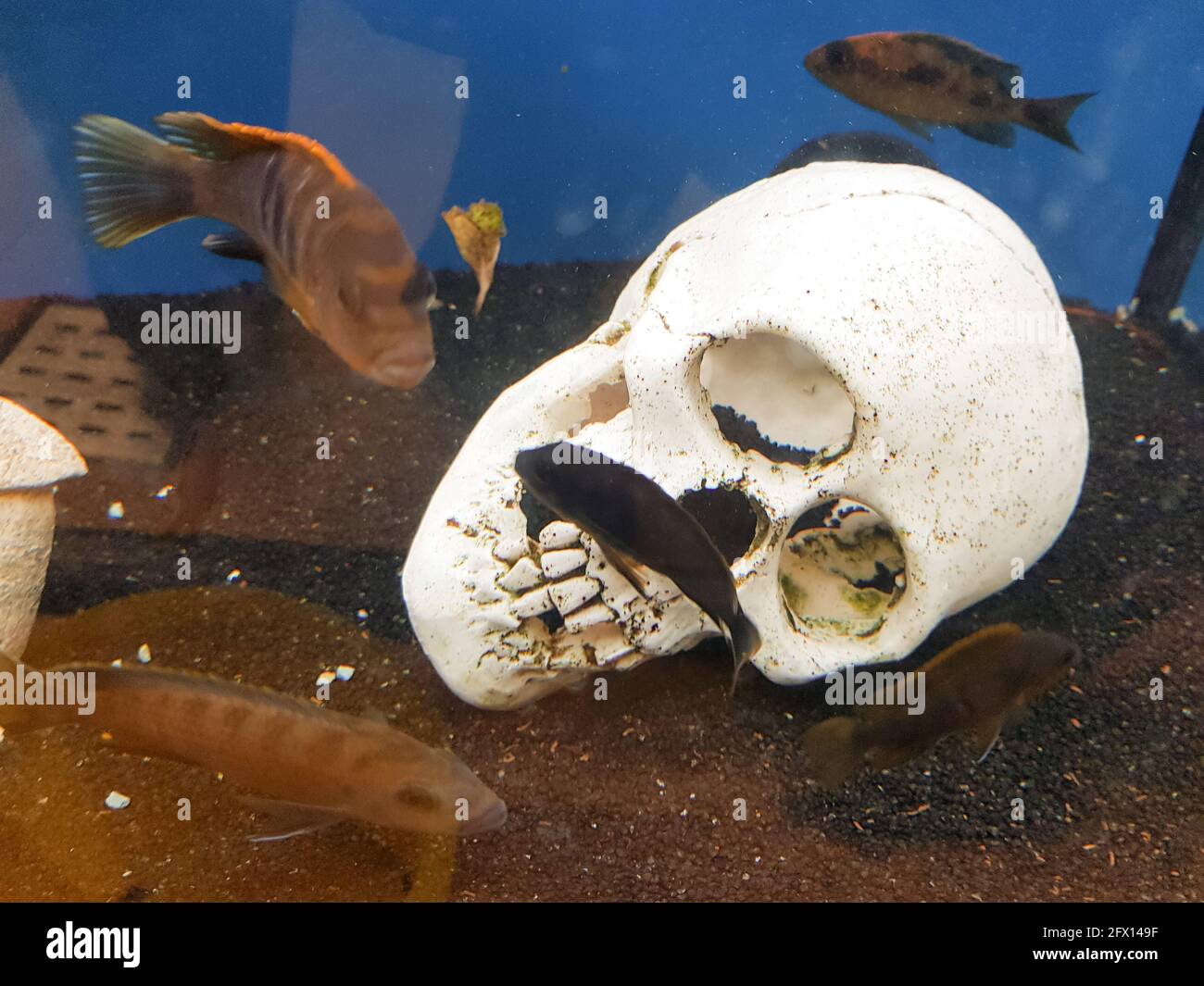 Sandy bottom skeleton hires stock photography and images Alamy