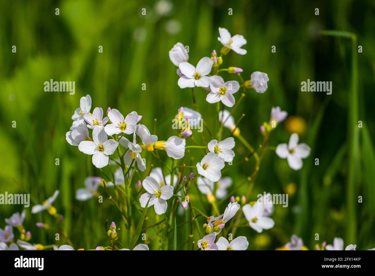 The beautiful Cuckoo flowers in spring with the white and light purple petals, region of Twente and province of Overijssel, the Netherlands Stock Photo