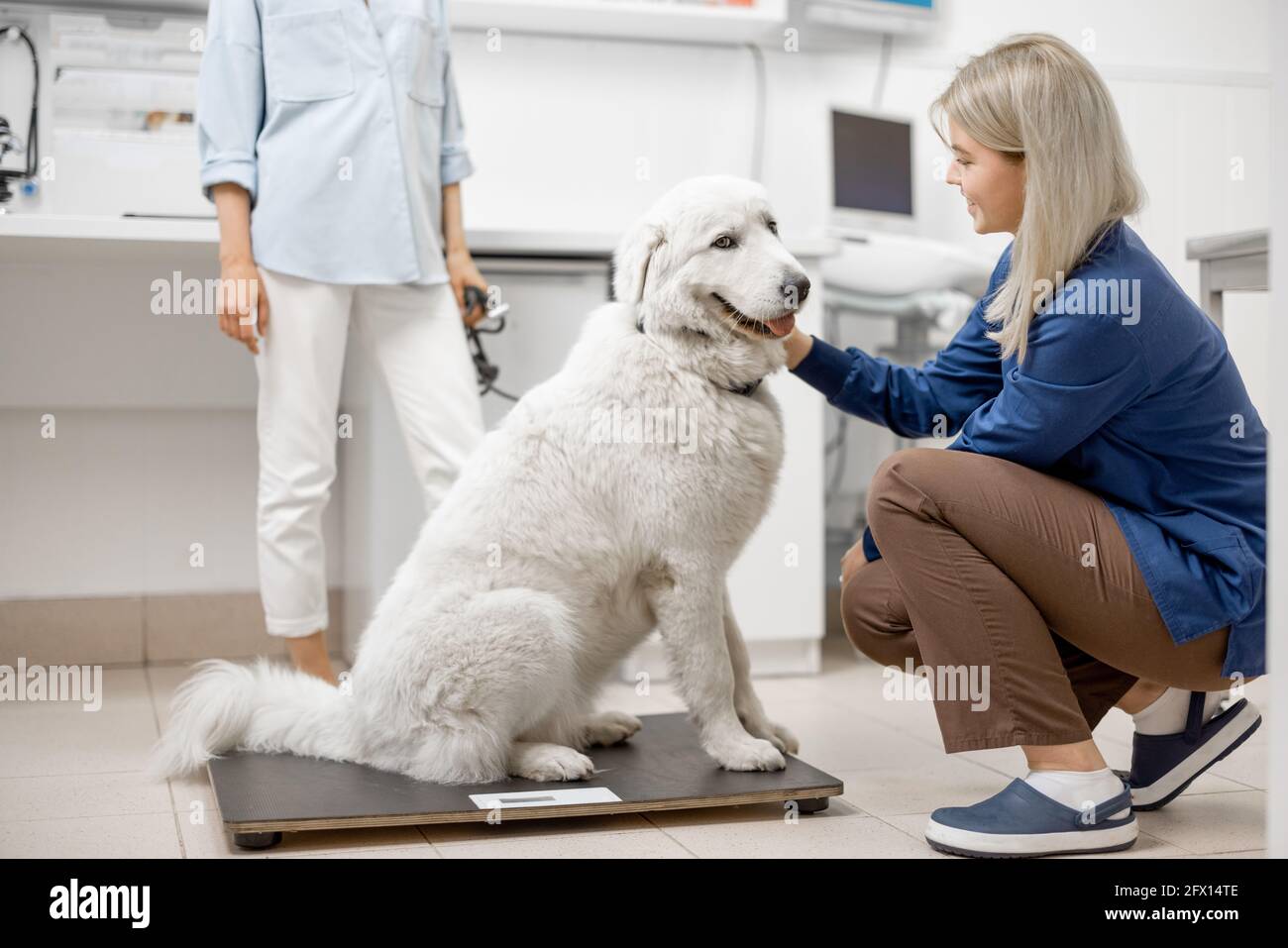 https://c8.alamy.com/comp/2FX14TE/big-happy-white-dog-sitting-on-the-veterinarian-scales-while-doctor-inspects-the-dog-and-owner-behind-the-dog-2FX14TE.jpg