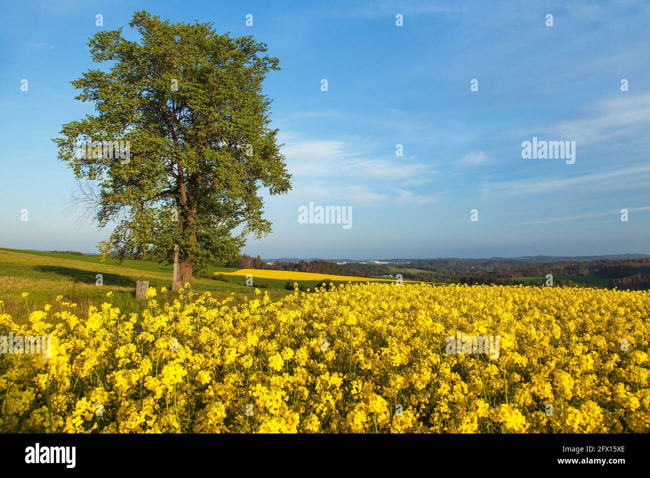 Field of rapeseed, canola or colza in Latin Brassica Napus with, lime tree and crucifix, springtime golden flowering field Stock Photo