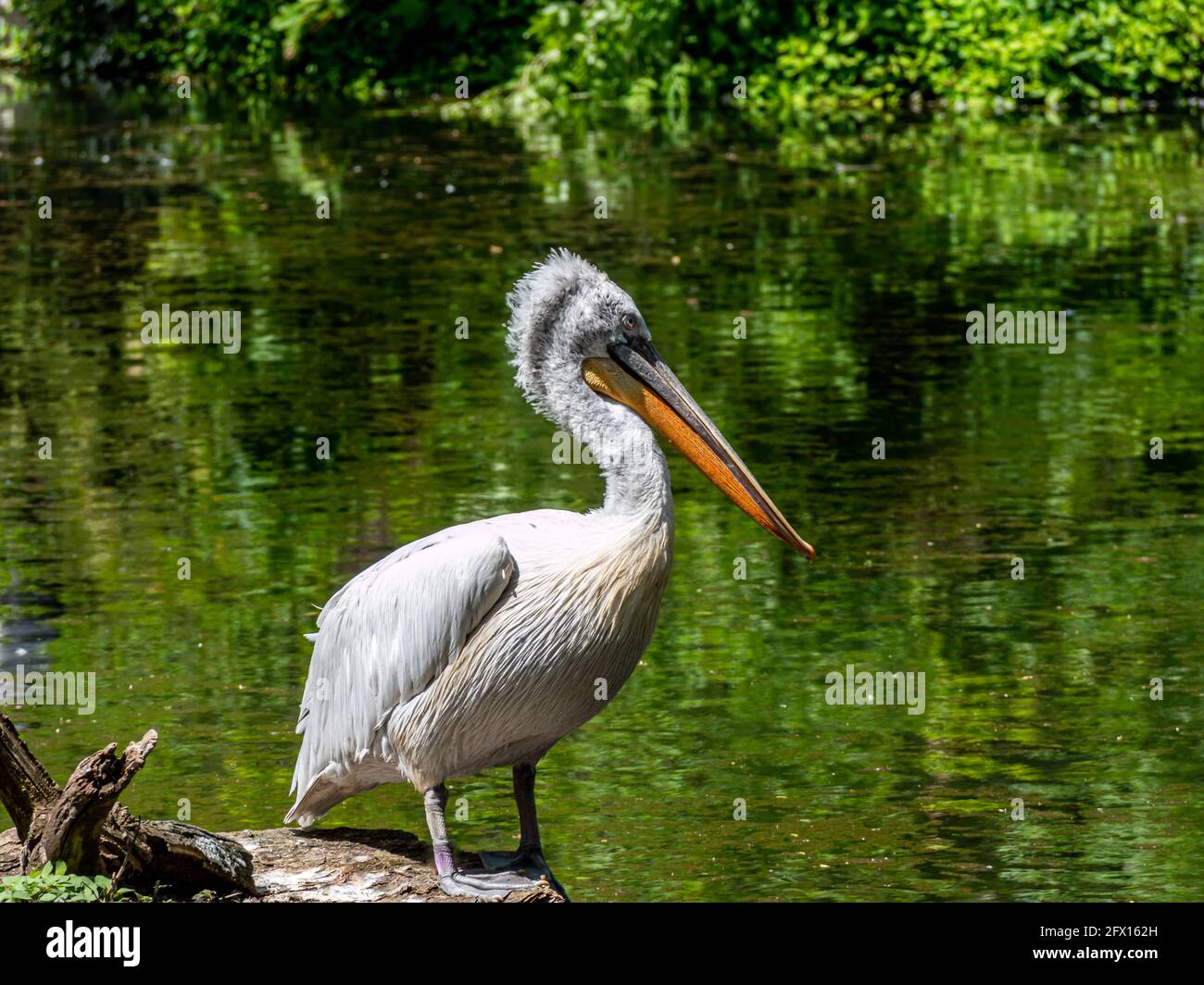 Dalmatian pelican by a pond Stock Photo