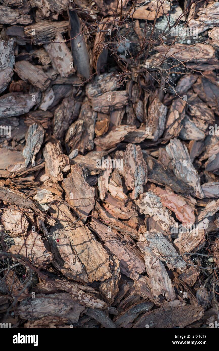 Clean, fresh, pine bark mulch beautifully illuminated by the sun Stock