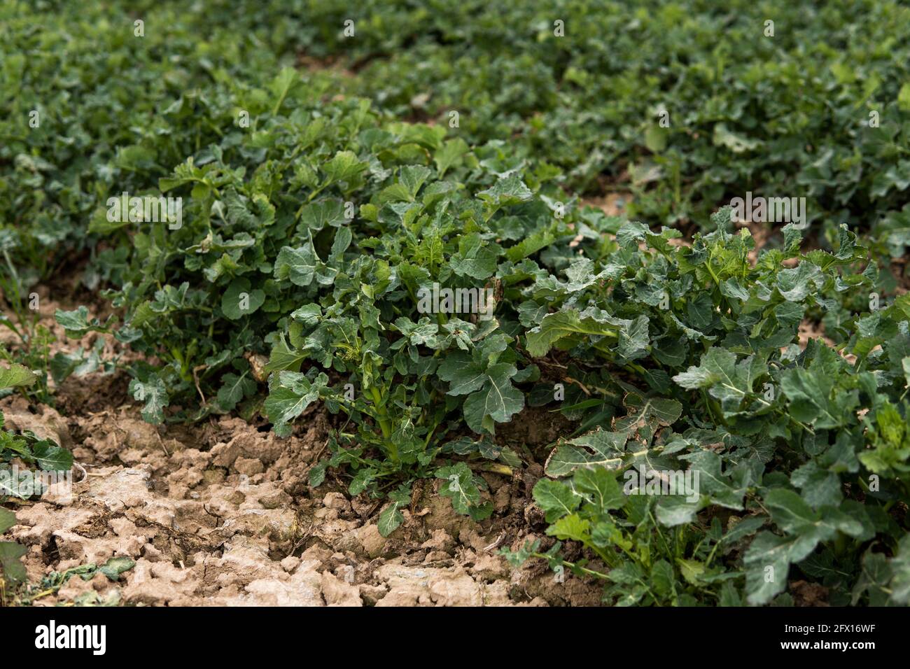 Winter Rapeseed Close up of winter rape plants on a spring field. Agriculture ...