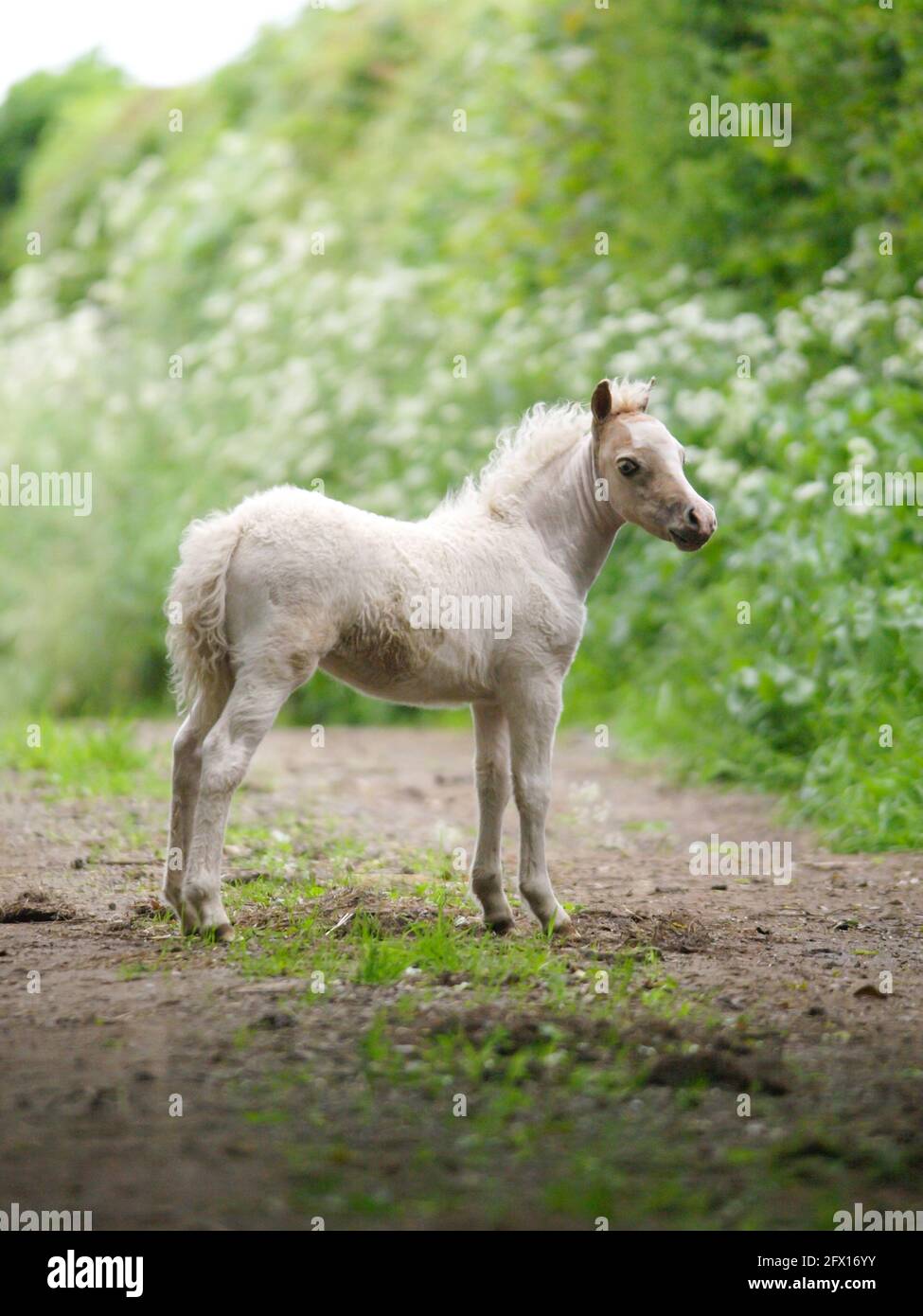 A miniature foal stands in a clearing alone. Stock Photo