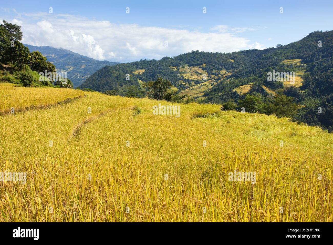 golden terraced rice or paddy fields in Nepal Himalayas mountains Stock Photo