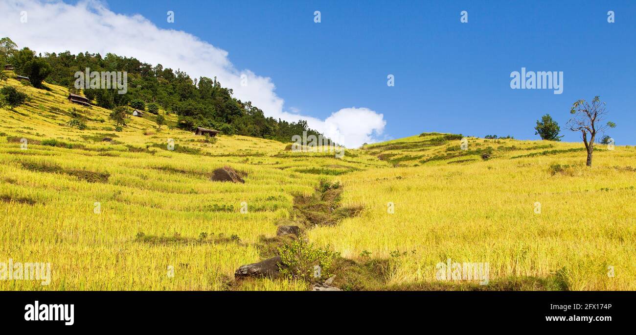 golden terraced rice or paddy fields in Nepal Himalayas mountains Stock Photo