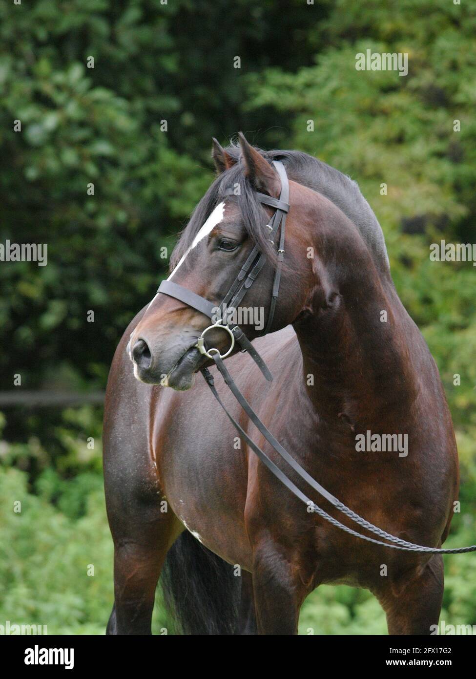 A head shot of a bay Welsh section D stallion in a bridle Stock Photo