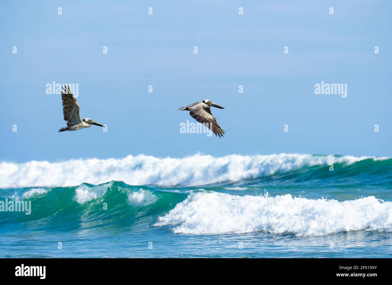 Two brown pelicans (pelecanus occidentalis) flying over the ocean in Puntarenas Province, Costa Rica Stock Photo