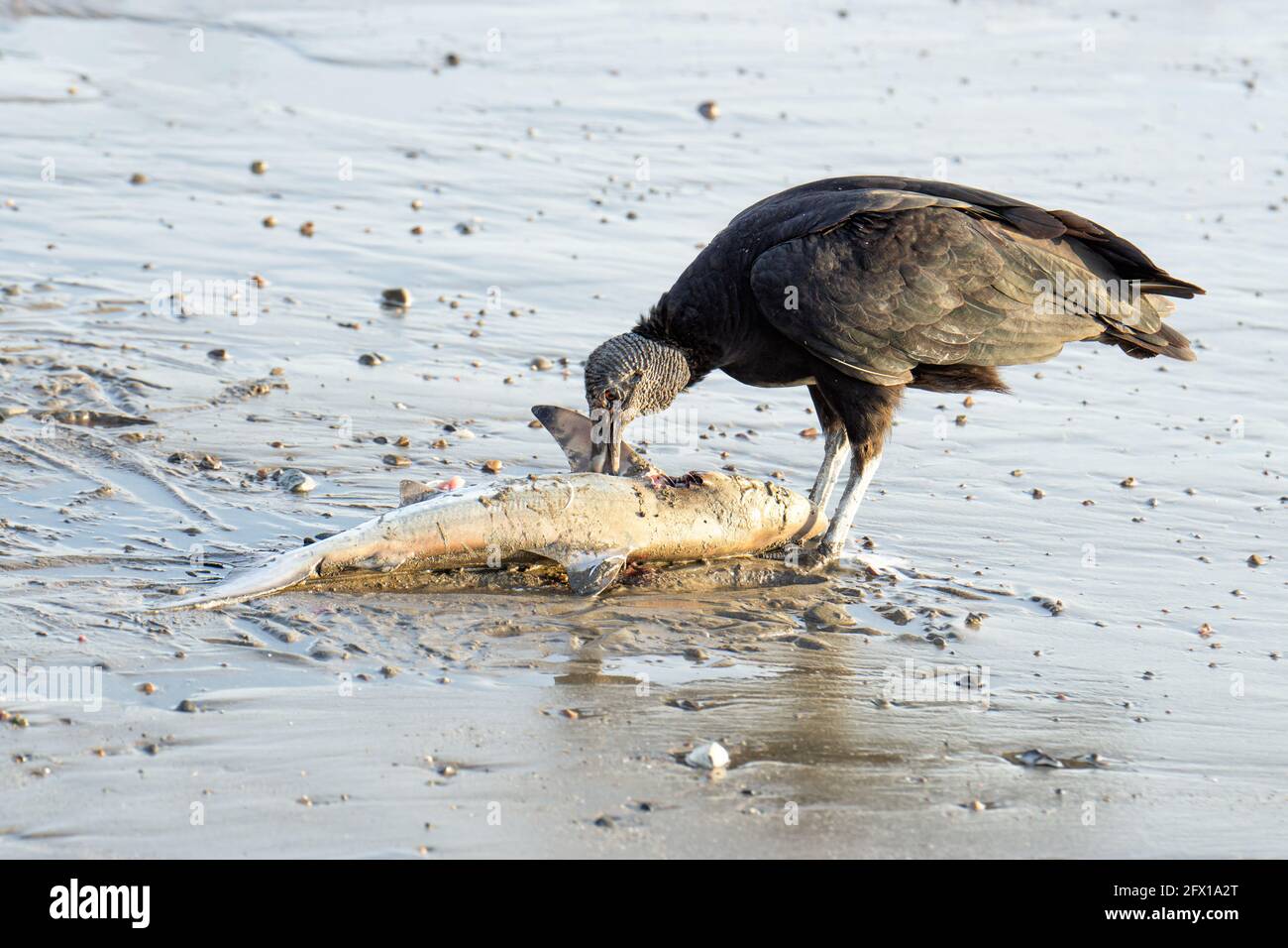 American black vulture eating a baby shark washed ashore at the ocean coast in Costa Rica Stock Photo
