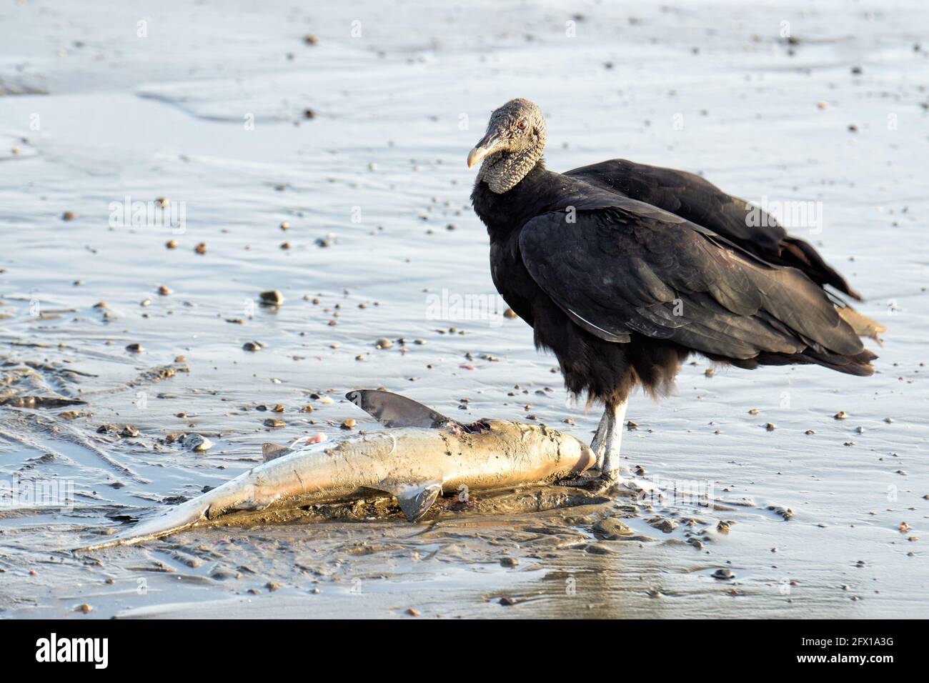 Black vulture (coragyps atratus) standing by a corpse of a baby shark washed ashore. Wildlife of Costa Rica. Stock Photo