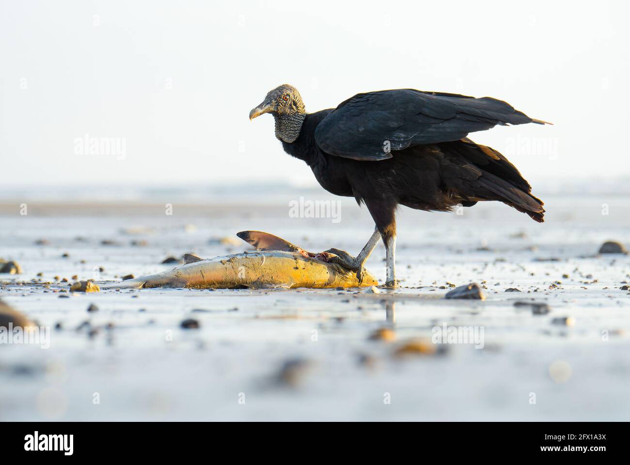 Portrait of a black vulture eating a baby shark washed ashore at sunset. Wildlife of Costa Rica. Stock Photo